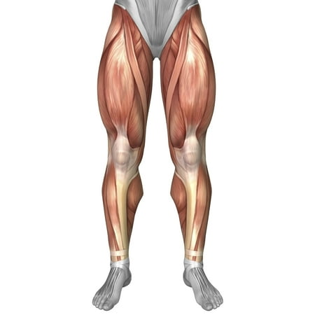 Diagram illustrating muscle groups on front of human legs Poster Print (22 x 35) - Walmart.com ...