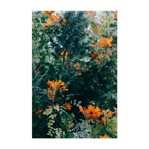 Wildflowers - Three Rivers California Photography Flowers Floral Nature Botanical Garden Tropical Scenic Unframed Wall Art Print 4 x 6 inches