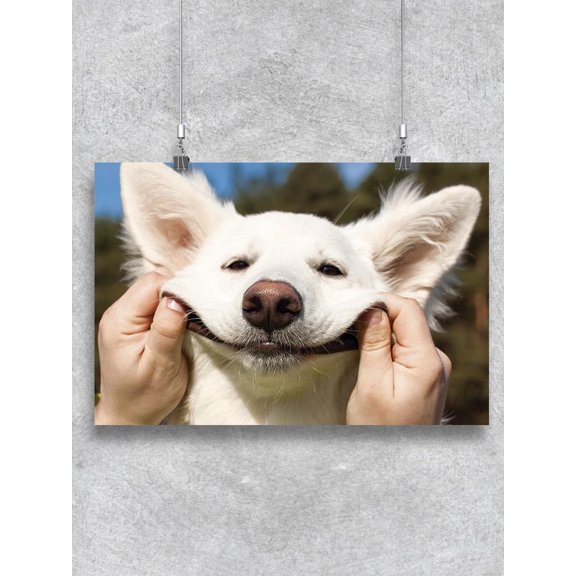 Swiss Shepherd Smiling Poster -Image by Shutterstock