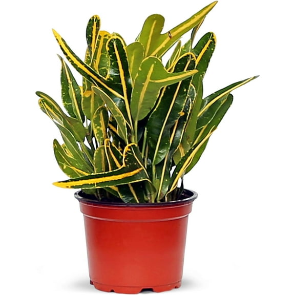 BLOSSOM BOOM GARDEN CENTER 12" Variegated Banana Croton Live Plant in 4" Pot, Air Purifying