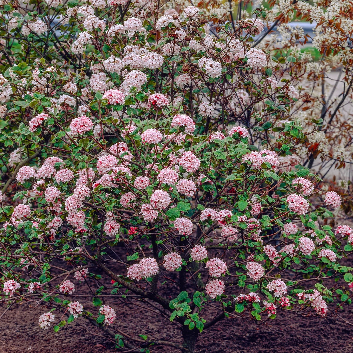 Spring Hill Nurseries Korean Spice Viburnum - Thumbnail 3