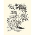 thumbnail image 3 of Besler, Basilius 15x18 Black Modern Framed Museum Art Print Titled - Black and White Besler Peony III, 3 of 5