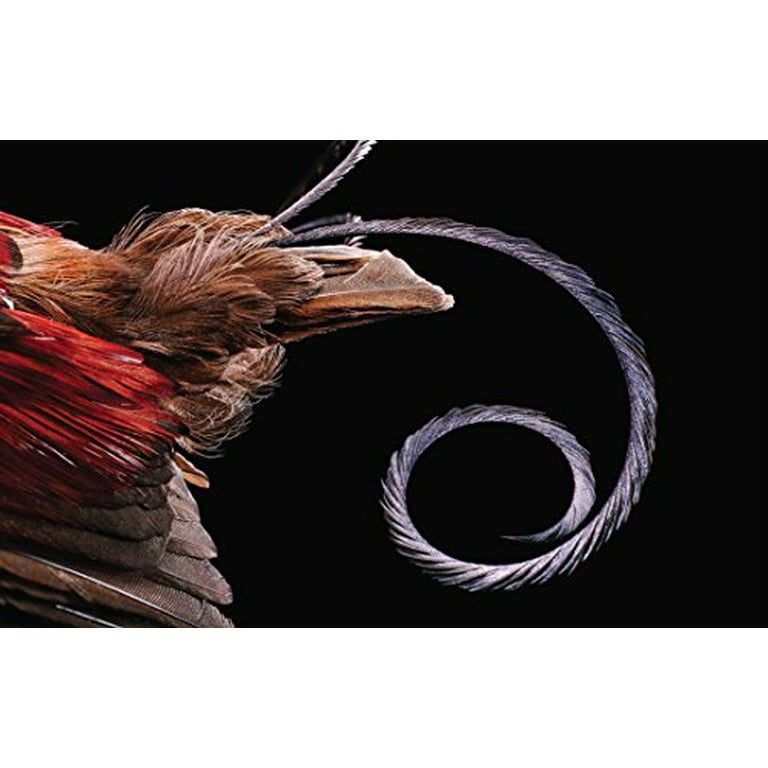 Feathers: Displays of Brilliant Plumage : Zimmer, Carl, Clark, Robert:  : Books