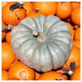 thumbnail image 2 of Everwilde Farms - 1 oz Queensland Blue Winter Squash Seeds - Gold Vault Bulk Seed Packet, 2 of 3