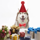 thumbnail image 5 of Conjunto de collar y sombrero de jazz para fiesta navideña para mascotas, con pajarita brillante y cierre de seguridad, para gatitos, cachorros, perros pequeños y gatos, 5 of 5