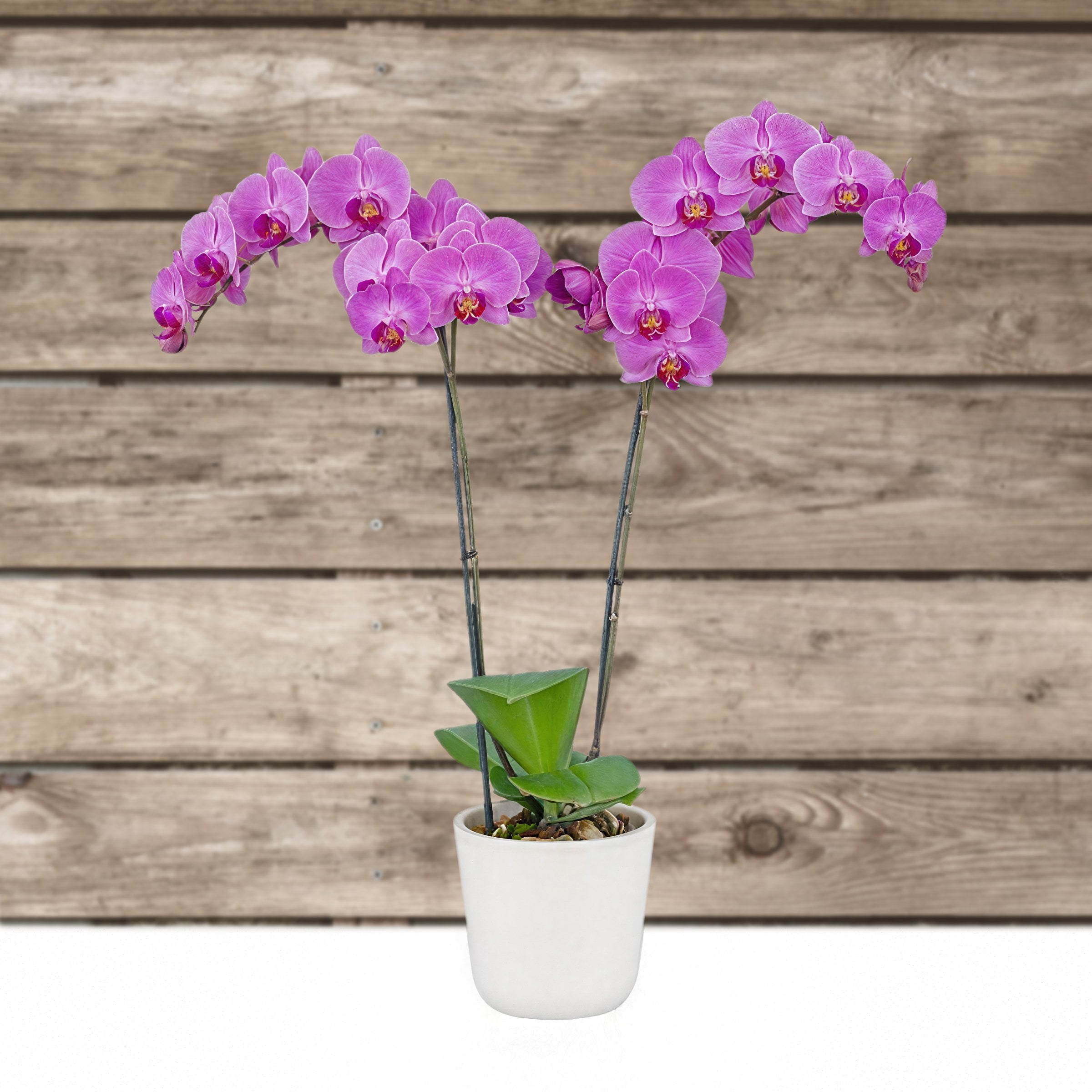 5 in. Superior Multi-Stem Vivid Purple Phalaenopsis Orchid in Luxe Designer Ceramic Planter