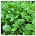 thumbnail image 4 of Everwilde Farms - 2000 Florida Broadleaf Mustard Seeds - Gold Vault Jumbo Bulk Seed Packet, 4 of 5