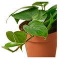 Philodendron Cordatum Heartleaf Live Plant for Indoor Different Houseplants in 4'' & 6'' Pot