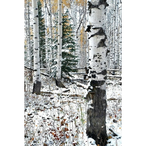 Going It Alone (Paperback)