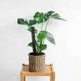 thumbnail image 6 of 2 Pcs Moss Pole for Monstera Indoor Mini Rope Abs, 6 of 6