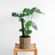 thumbnail image 4 of 2 piezas de postes de musgo para plantas trepadoras, postes de monstera, pilar de cuerda, 4 of 6