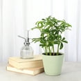 thumbnail image 3 of Live Schefflera Arboricola Plant - Umbrella Tree - 4" Decorative Pot Cover - Thorsen's Greenhouse, 3 of 5