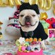 thumbnail image 4 of Peluca divertida de gato y perro, disfraz de Halloween, fiesta de Navidad, tocado para cosplay de Nochebuena (pelo negro rizado), 4 of 5