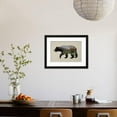 thumbnail image 4 of The North American Black Bear, Animals Framed Art Print Wall Art by Davies Babies Sold by Art.Com, 4 of 6