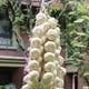 thumbnail image 4 of Vegetal artificial realista Ajo Blanco Vegetal Falso De PVC Vegetal Artificial Realista Magideal Vegetal artificial realista, 4 of 7