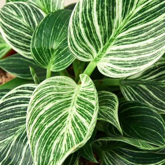 RedCrocus Philodendron Birkin Live Houseplant, Variegated Pinstripe Foliage, Easy Care Indoor Plant for Bright Indirect Light  6"