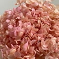 thumbnail image 2 of Decorative Dried Hydrangea Blooms for Home Decoration and Floral Arrangements, 7.8 Inches - Orange, 2 of 2