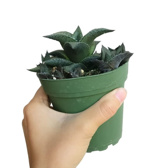 Haworthia Venosa Succulent (4"  Plastic Pot) - Tiny, Lovely, Easy to Care Rosette Succulent for Beginners - Live Healthy Succulent for Home Office