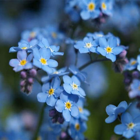Todd's Seeds Chinese Forget-Me-Not Cynoglossum Amabile Seed - 2g Seed Packet - 500  Seeds