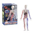thumbnail image 1 of Human Organ Model Steam Children Science Education Enlightenment Detachable And Assemblable Anatomy Simulation Toy 1PC, 1 of 3