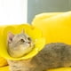 thumbnail image 4 of 2 piezas de collar isabelino en forma de flor Collar de cuello de mascota antiarrugas Cuello de gato anti-mordida (talla M, amarillo, rosa), 4 of 6