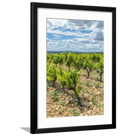 Vineyard, Chateauneuf du Pape, France Framed Print Wall Art By Jim