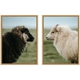 thumbnail image 5 of Kate and Laurel Sheeply in Love  Set of 2 18x24 Framed Canvas Wall Art Set  by Michael Schauer, Sylvie Natural, Farmhouse, Animals, Landscapes, Nature Art for Wall Decor, Living Room, Bedroom, 5 of 8