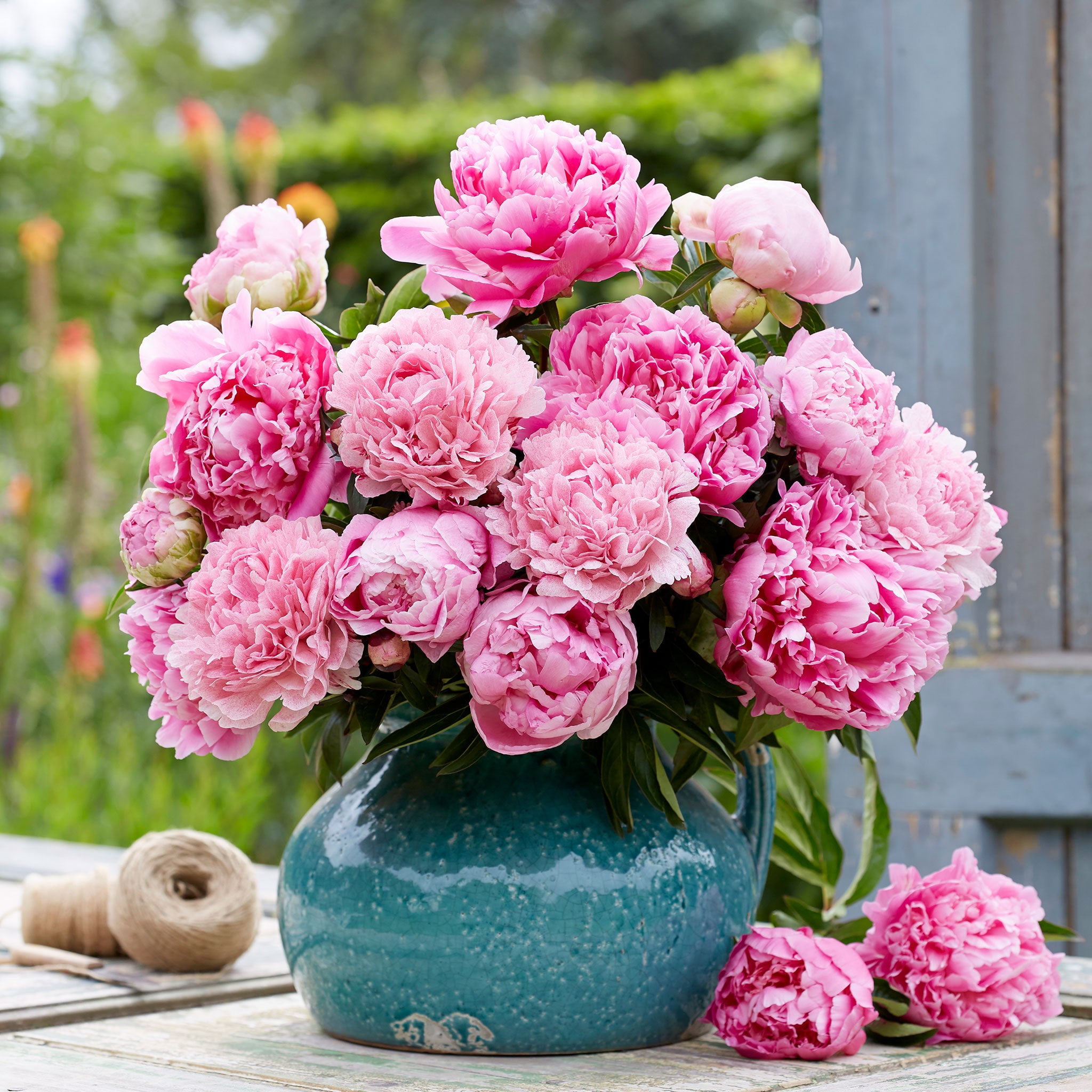 Peony Roots Bridesmaid Mix 4 Roots Pink Flower Bulbs, Root