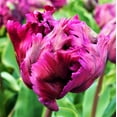 thumbnail image 2 of Easy to Grow Tulip Negrita Parrot 10 Plant Bulbs, Spring Zones 3-8, 2 of 5