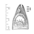 thumbnail image 2 of Rhodium Plated 925 Sterling Silver Shark Head with Open Jaw Pendant Slide, 2 of 5