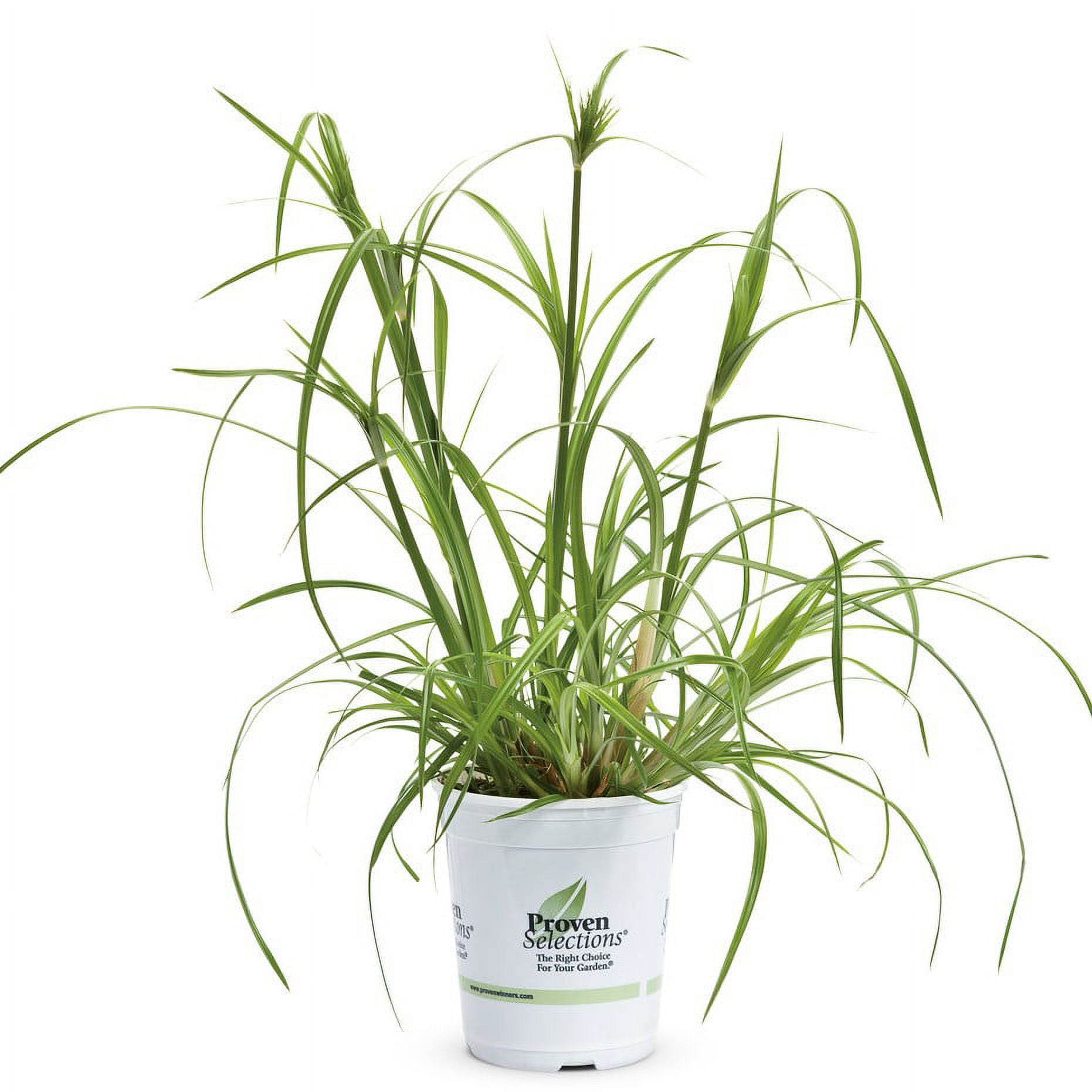 Proven Winners Cyperus Prince Tut Papyrus Grass 1.5 Pint for Full to Partial Sun