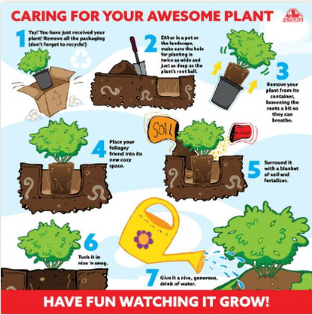 Expert Gardener Stoke's Dwarf Yaupon Holly Outdoor Shrubs, Part Shade Garden Plants, 2.5 Qt. Pot, Part Sun