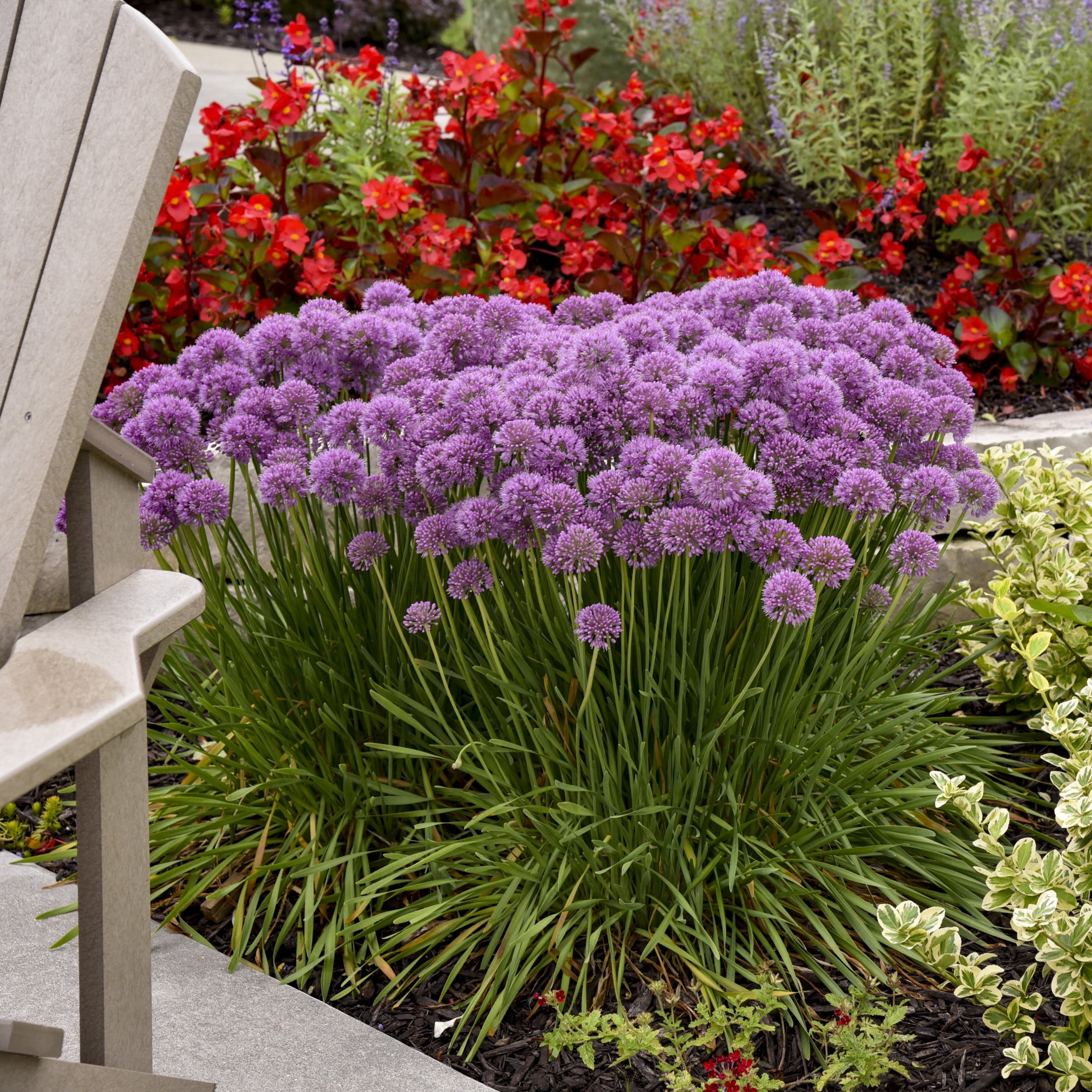 Proven Winners 6" Purple 'Serendipity' Ornamental Onion Live Plant in 6.5" Pot