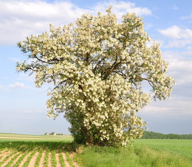 50 Black Locust Tree Seeds for Planting - Robinia pseudoacacia ...