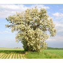 50 Black Locust Tree Seeds for Planting - Robinia pseudoacacia