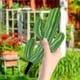 thumbnail image 1 of Plantas verde cactus para decoración exterior en jardines de patio - Suculentas artificiales realistas en pack de 2, 1 of 7