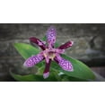 thumbnail image 4 of GSDWIUEW 55 Raspberry Mousse Toad Lily Seeds – Hardy Japanese Perennial with Spotted Blooms for Shade Gardens & Late Season Color, 4 of 4