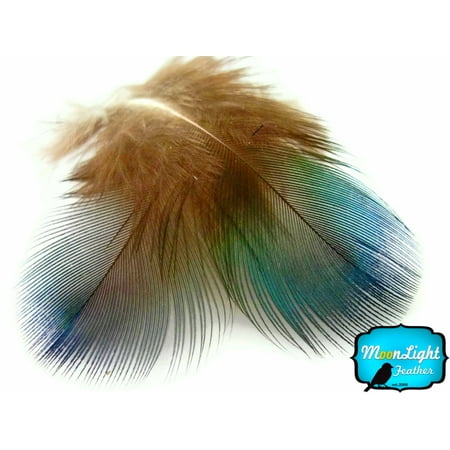100 Pieces - Iridescent Green Peacock Plumage Loose Feathers