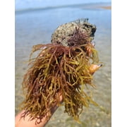 Swahili Sea moss | Ocean Harvested Raw Purple Sea Moss from the Indian Ocean 16 oz. ( 1 lb.) from Tanzania ( Makes 272 ounces of Sea Moss)
