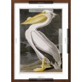 thumbnail image 5 of Art.com American White Pelican Giclee Print by John James Audubon, Brown Frame Wall Art, 17" x 23", 5 of 5