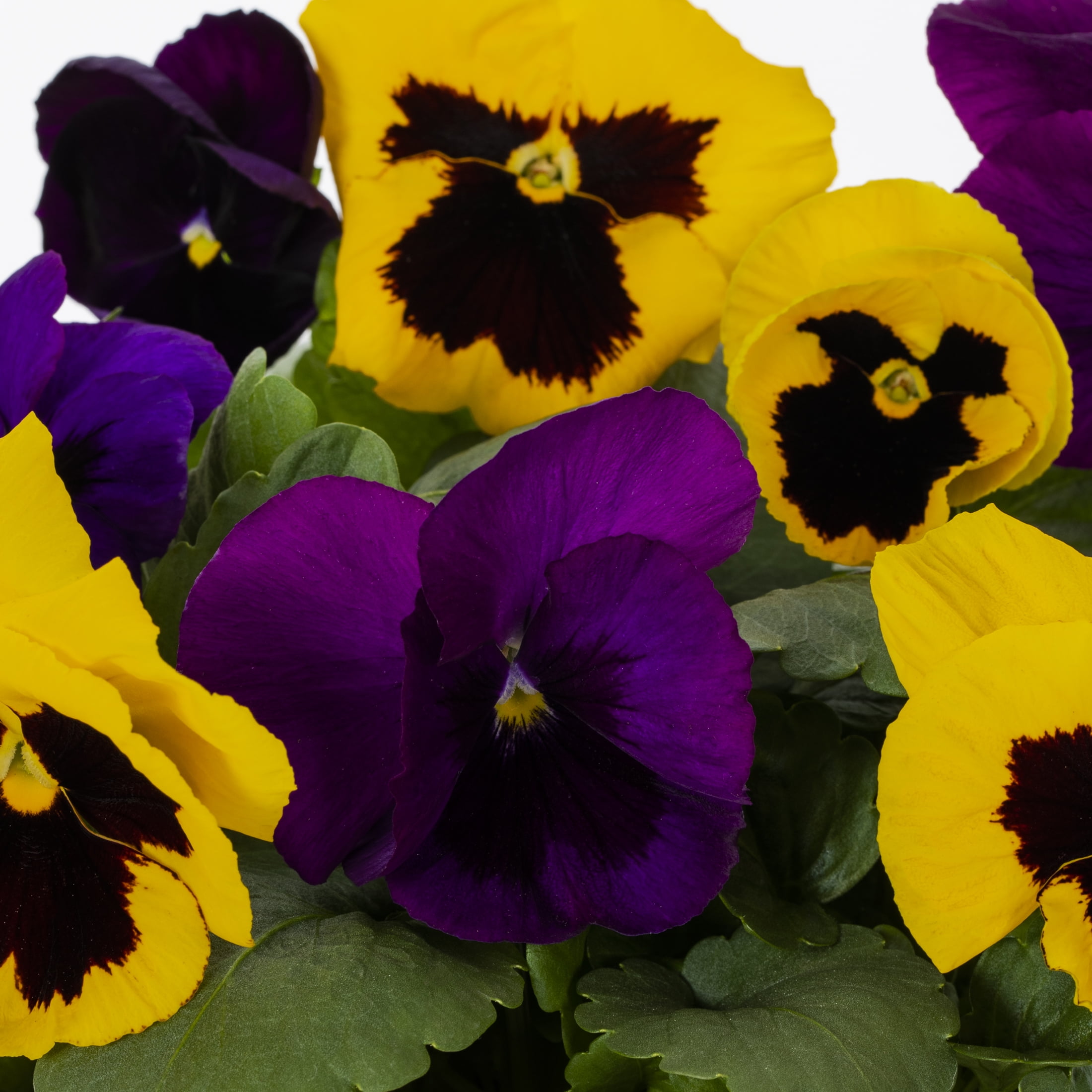 Expert Gardener 1gal Blue Yellow Pansy Live Annual Plant Decorative Pot Sun