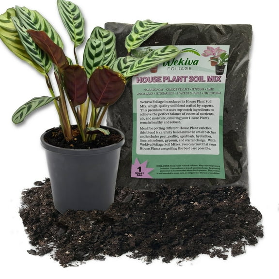 Calathea Burle Marxii Prayer Plant and Soil Mix Combo - Live Plant in a 4 Inch Pot with 1 Quart Houseplant Soil Mix - Calathea Burle Marxii with Custom Soil Blend