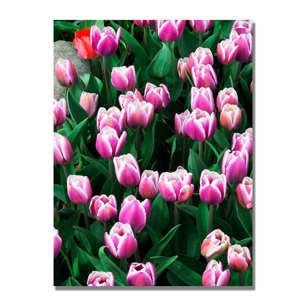 Trademark Fine Art Kurt Shaffer 'Purple White Tulips and One Red' Canvas Art 30x47 Inches