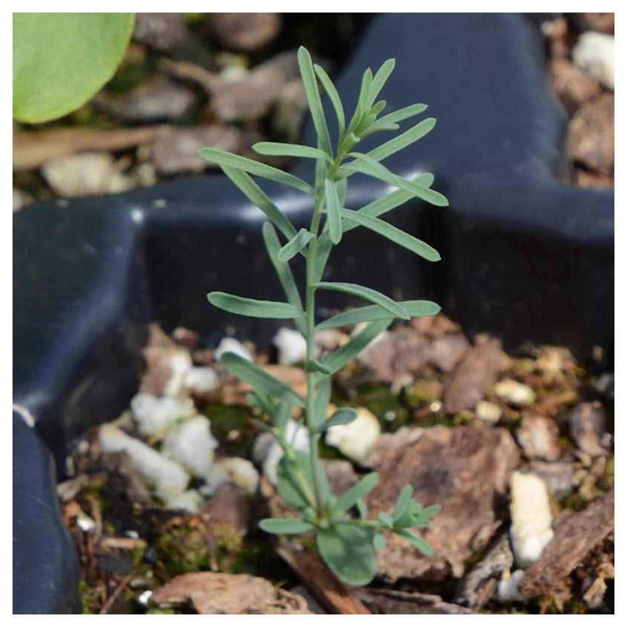 Everwilde Farms - 1 lb Blue Flax Garden Flower Seeds - Gold Vault Bulk Seed Packet