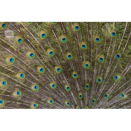 Male Peacock with fanned out tail, South Carolina Print Wall Art By Darrell Gulin