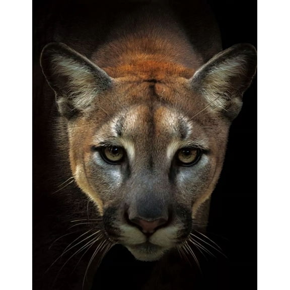 Deep 3D Wildlife Lenticular Poster Print Picture  3D Wall Art - Mountain Lion Face