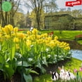 thumbnail image 2 of 2 Pack Plant Support Plant Stakes,Metal Peony Cages and Supports, Outdoor Garden Stakes Plant Cage, Large Plant Support Rings for Tomato,Rose,Flowers Vine,Indoor Tall Plants (10" W x 15.8" H), 2 of 6