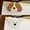 Beagle / West Highland White Terrier, variant on Moonsky 2pc Acrylic Pin Hairpin Set Tassel Metal Clip for Hair Styling and Fashion Decoration Versatile Accessory for Women and Teens Teddy / Bichon Frise 2 Decorative Pieces