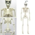 Large Poseable Full Life Size Human Skeleton Prop Halloween Home Party