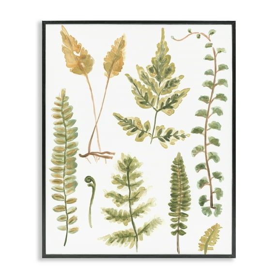 Stupell Industries Varied Fern Leaves Botanical & Floral Painting Black Framed Art Print Wall Art, 11 x 14